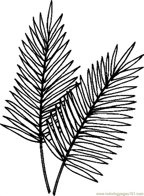 Printable coloring pages palm trees. Palm Tree Leaves Template #718 - ClipArt Best - ClipArt Best