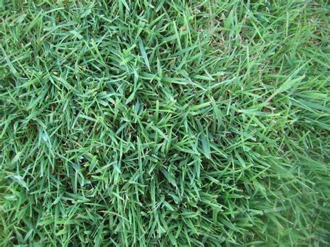 Which Types Of Grass Are Best For Your Lawn A Guide For Uk Gardeners