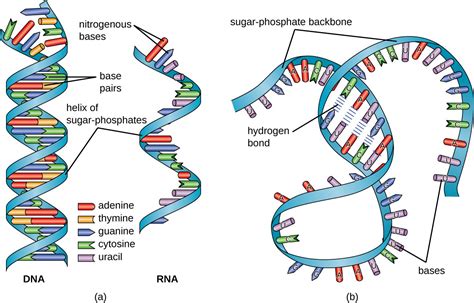 The two strands are held together by hydrogen bonds between the nitrogenous bases of the. Structure and Function of RNA | Microbiology