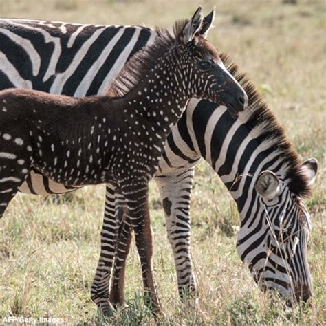 A Polka Dotted Zebra Foal Is Spotted In Kenya Tira Has