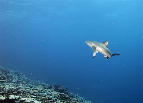 Sharks Of The Great Barrier Reef Kslofliving Oceans