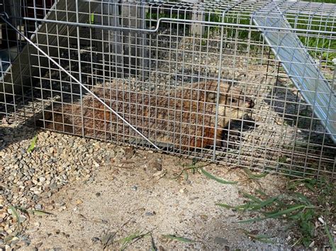 Woodchuck 0 Allan 1 Woodchuck Relocation Project Haven Farm
