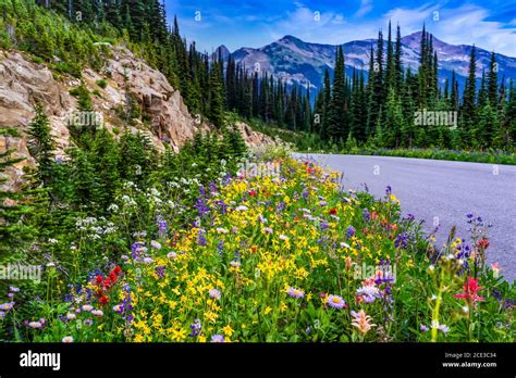 Summer Roadside Wildflowers On Mount Revelstoke British Columbia