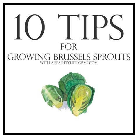 10 Tips For Growing Brussels Sprouts A Healthy Life For Me