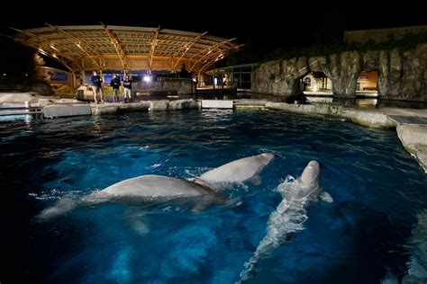 Belugas Finally Arrive At Mystic Aquarium After Legal Battle