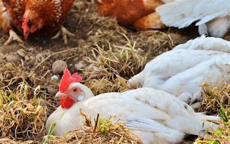 kode alam anak ayam