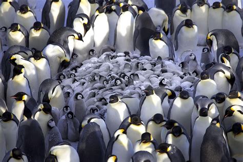 Penguins Huddling To Keep Chicks Warm In Antarctic Winds R