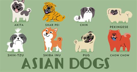 The Origins Of 200 Dog Breeds Explained In Adorable Posters