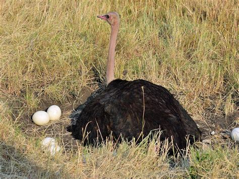 Ostrich Nesting Behavior Eggs Location Faqs Birdfact