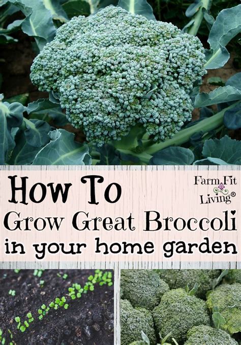 How To Grow Great Broccoli In Your Home Garden