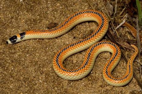 Black Striped Burrowing Snake Neelaps Calonotus At The Australian