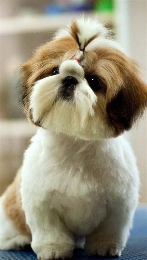 Famous Shih Tzu Puppy Cuts Photos 2022 Eternalinspire