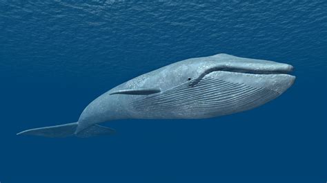 Blue Whale Facts History Useful Information And Amazing Pictures