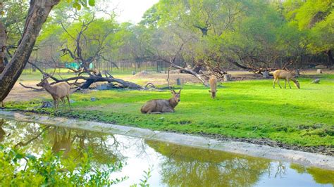 Nehru Zoological Park Pictures View Photos And Images Of Nehru