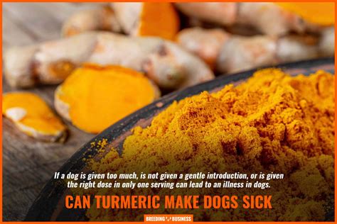 Turmeric For Dogs Benefits Dangers Administration And Faq