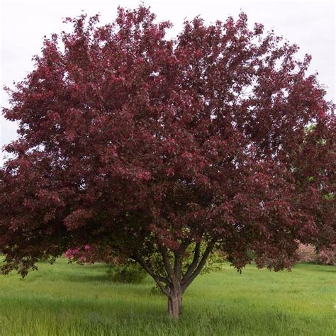 Malus Royalty Royalty Flowering Crabapple From Prides Corner Farms
