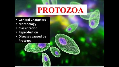 introduction to protozoa general characters morphology and classification youtube