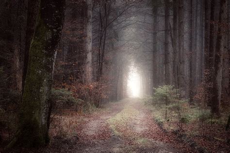 Free Photo Away Forest Nature Mystical Fog Forest Path Dark Max Pixel