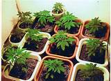 Pictures of Marijuana Seeds Florida