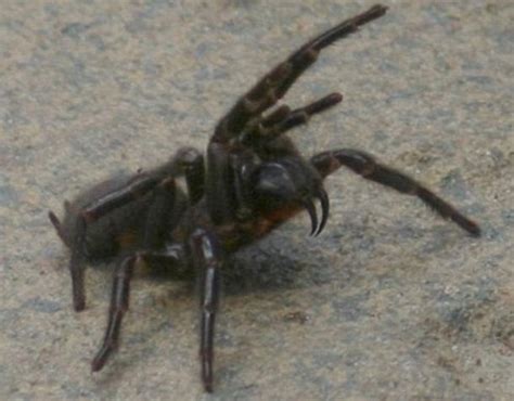 Huge Spiders With Massive Fangs Found Less Than A Metre From Where