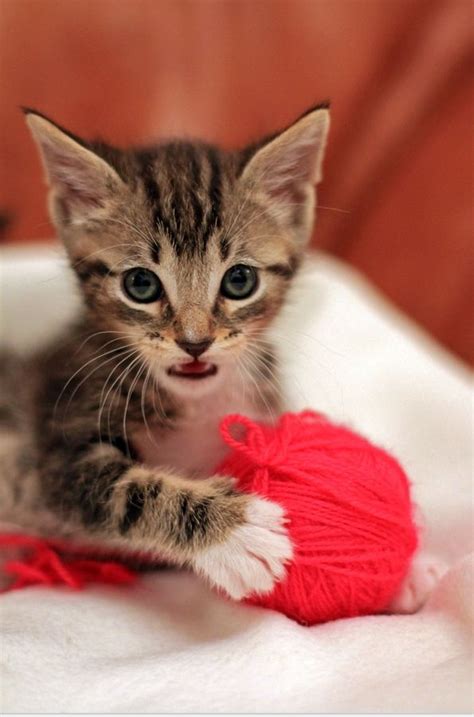 27 Best Brown Mackerel Tabby Images On Pinterest Cute Kittens Kitty