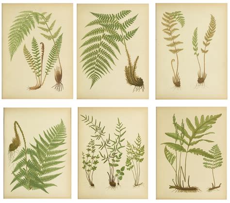 Jenny Steffens Hobick Gold Frames Ferns Botanical And French Cream Mat
