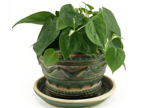 Easy To Grow Indoor Plants