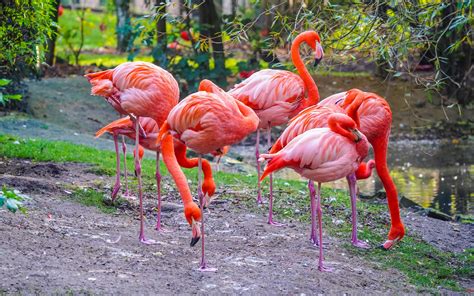 Download Wallpapers Pink Flamingos Beautiful Pink Birds