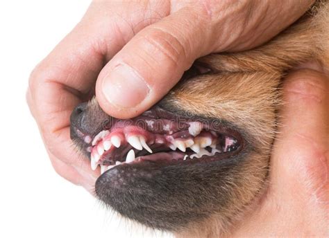 Mouth Ulcer On Dog Stock Image Image Of Fluffy Background 99543085