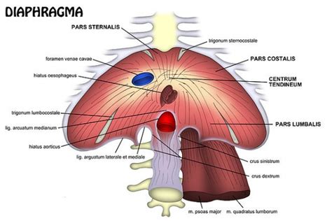 The kidneys are the primary functional organ of the renal system. Learn about Rib Cage Anatomy from Spinal Expert Sarah Key