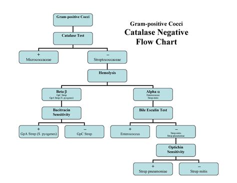 Gram Negative Cocci Flow Chart