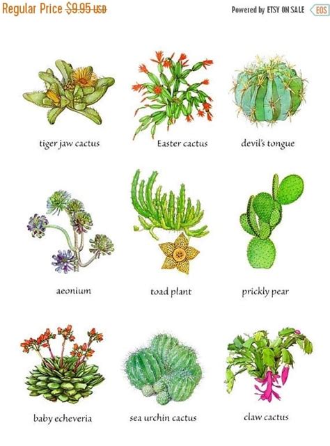 On Sale Now Cactus Plants And Flowers Chart By Kelleystreetvintage
