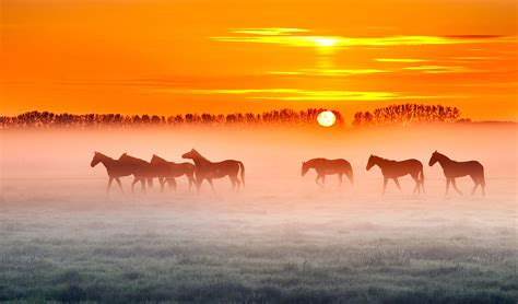 Horses In The Sunset Wallpaper