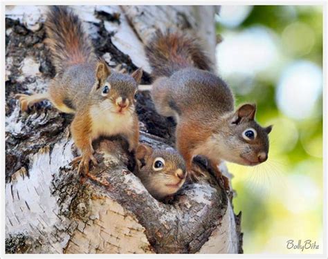 Cute Squirrels Wild Animals Photo 7675474 Fanpop