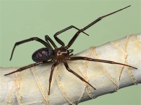 Steatoda Grossa Insektarium