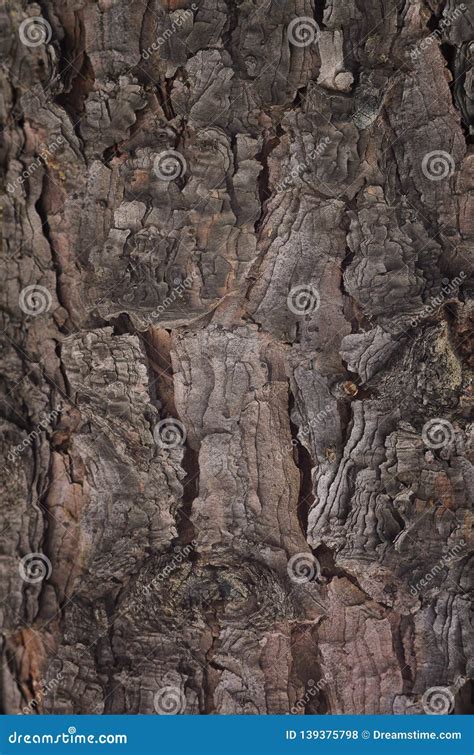 Wood Tree Bark Natural Dry Texture Background Abstract Stock Photo