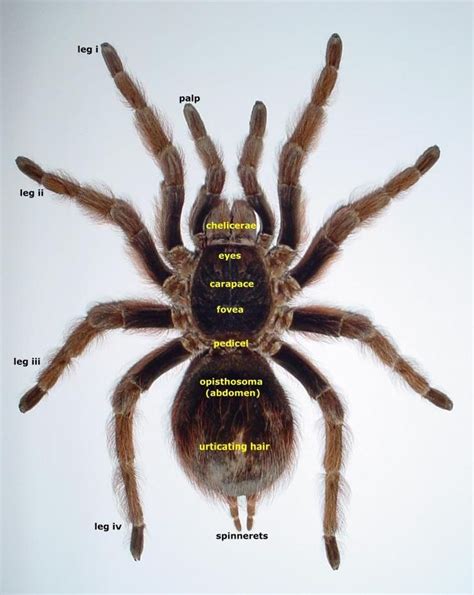 Anatomy In 2023 Tarantula Arachnids Anatomy