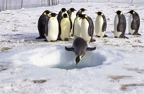 Pictures Of Emperor Penguin New Breeding Behaviour Discovered In
