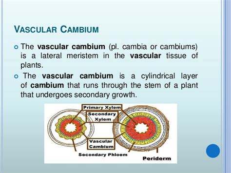 Vascular Cambium And Seasonal Activity And Its Role In Stem And Root