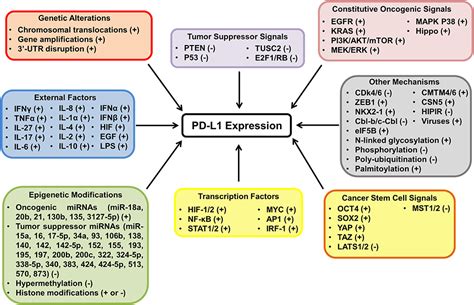 Frontiers The Extrinsic And Intrinsic Roles Of Pd L1 And Its Receptor