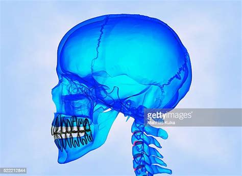 Human Skull Profile Photos And Premium High Res Pictures Getty Images
