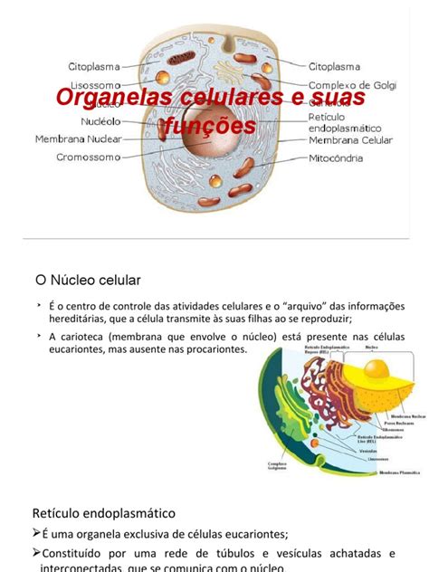 Organelas Celulares E Suas Funcoes Retículo Endoplasmático Biologia