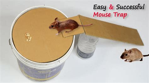 Diy Mouse Trap Humane Leanora Boyer