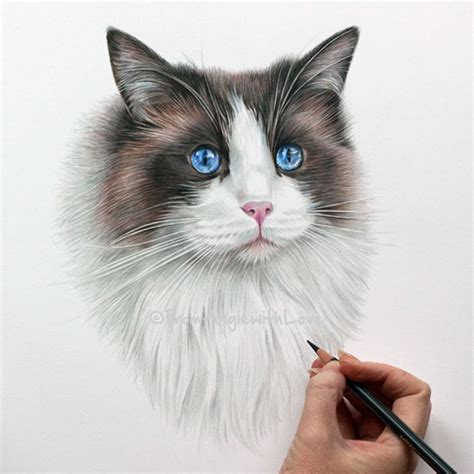 Maisie Tricolour Ragdoll Coloured Pencil Cat Portrait