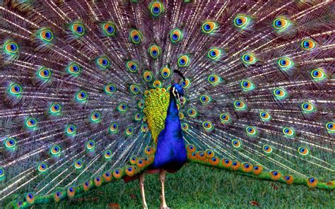 Hd Peacock Feathers Wallpapers Pixelstalk