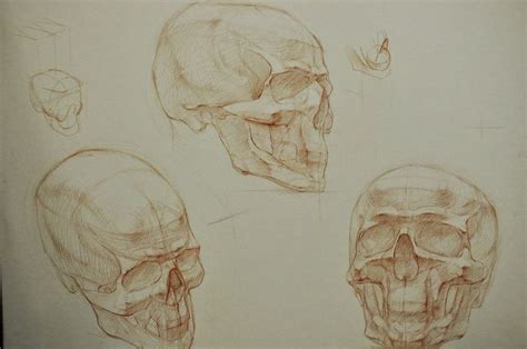 Skulls Multiple Angles Drawings Art Male Sketch