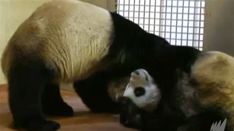 Edinburgh Zoo Artificially Inseminates Panda Sbs News