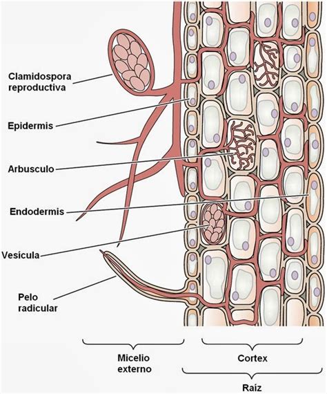 micorrizas apuntes de fisiología vegetal