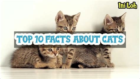 Facts About Cats Youtube