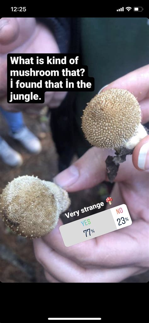 someone posted this on instagram what s the id is it safe r mycology